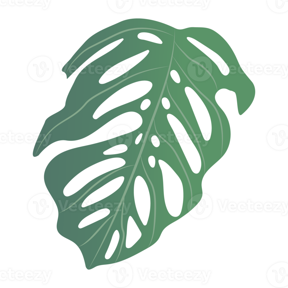 Monstera leaves isolated on transparency background png