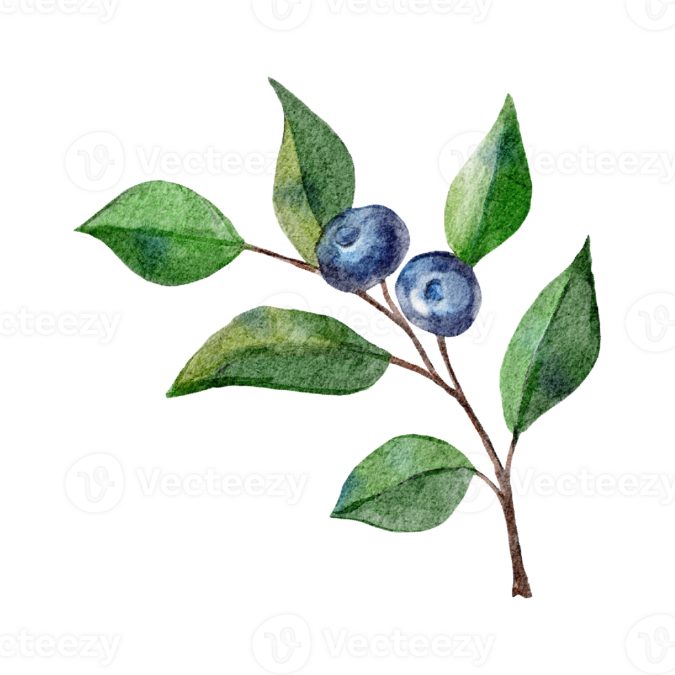 Blaubeeren Aquarell isoliert auf Hintergrund png