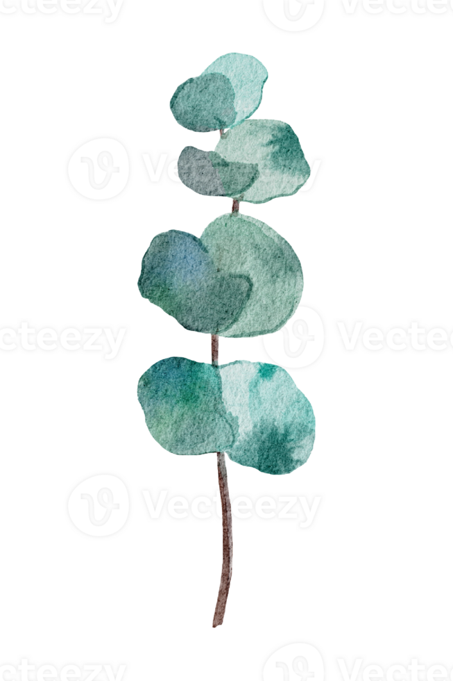 eucalyptus watercolour isolated png