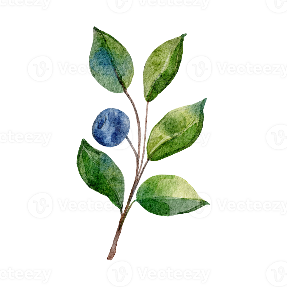 Blueberries watercolor isolated on background png