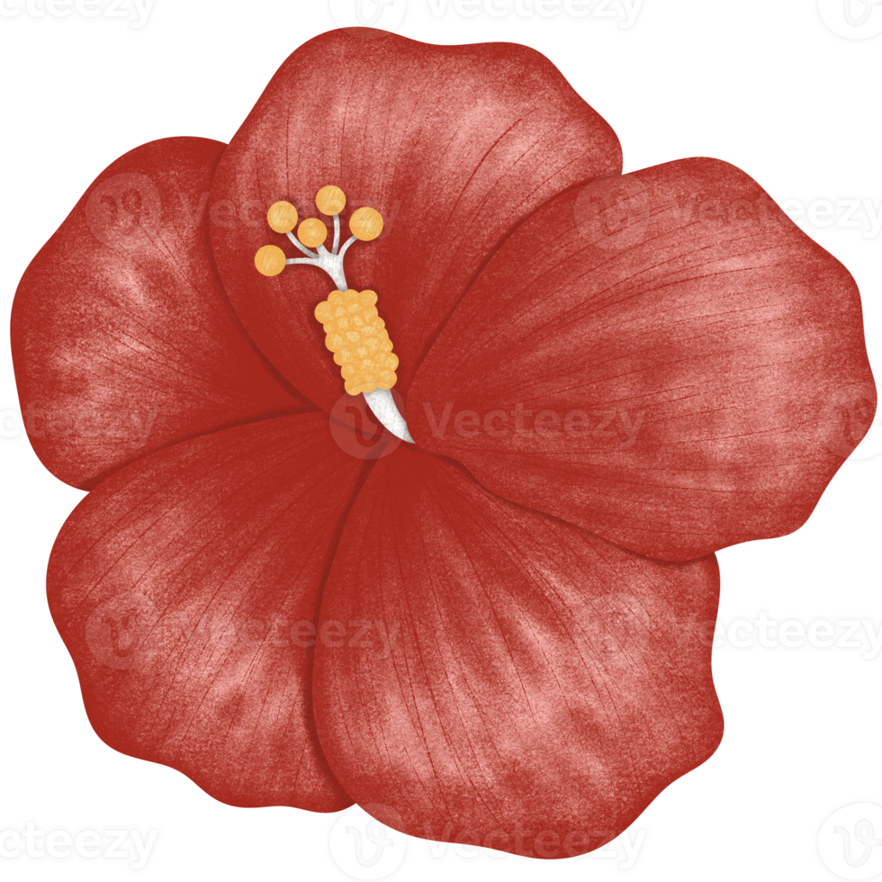 Red hibiscus flower isolated png