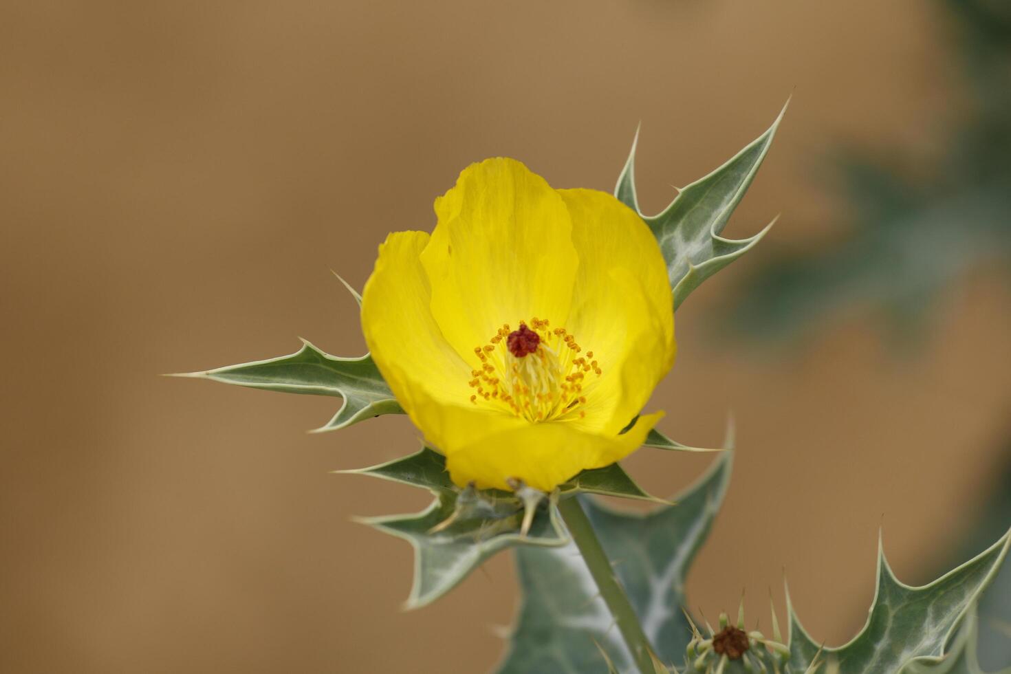 tropical yellow flower photo