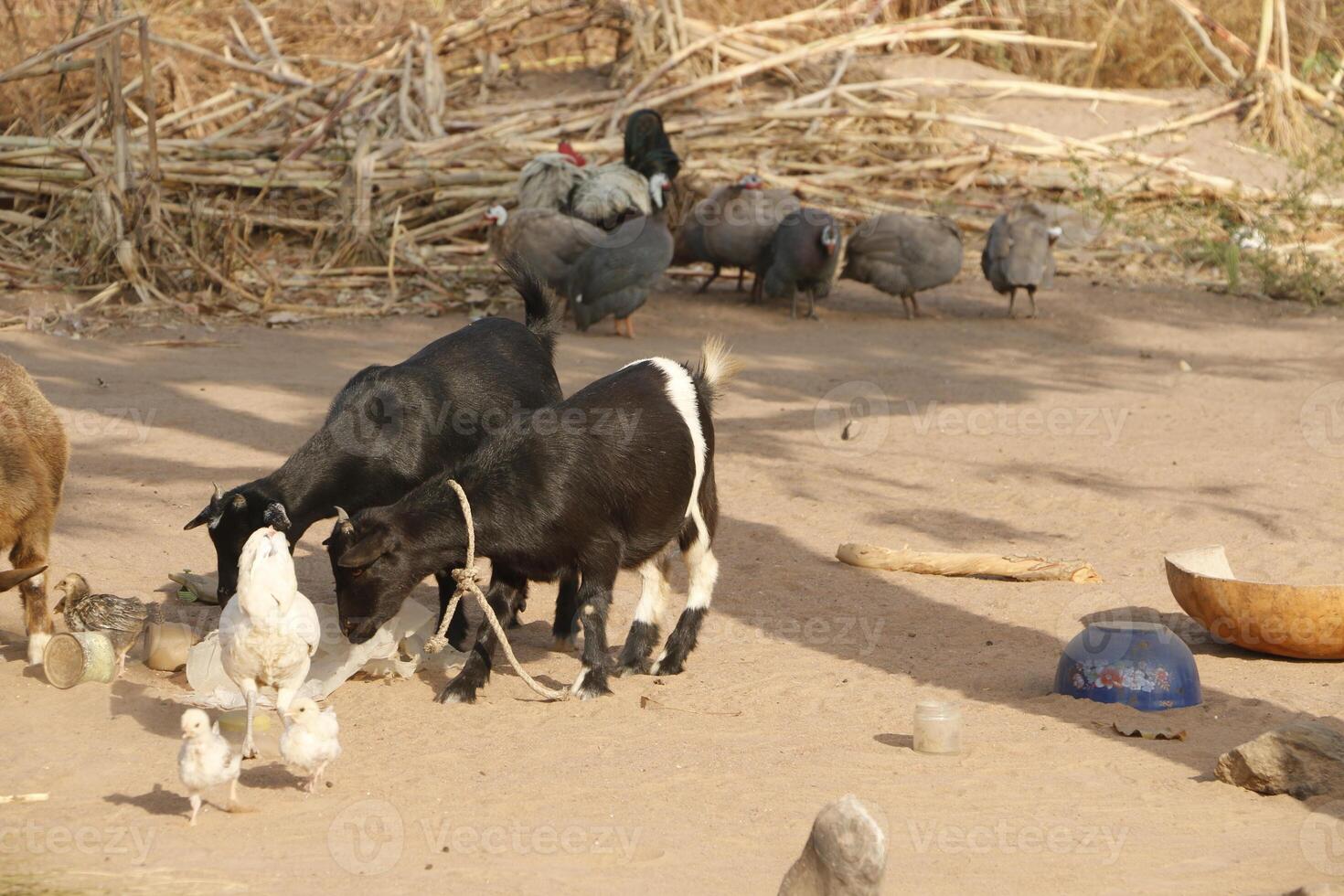 Village in the north of Benin with the name Kalale. The tribal people have their own language and live from farming. Many houses are mud houses. photo