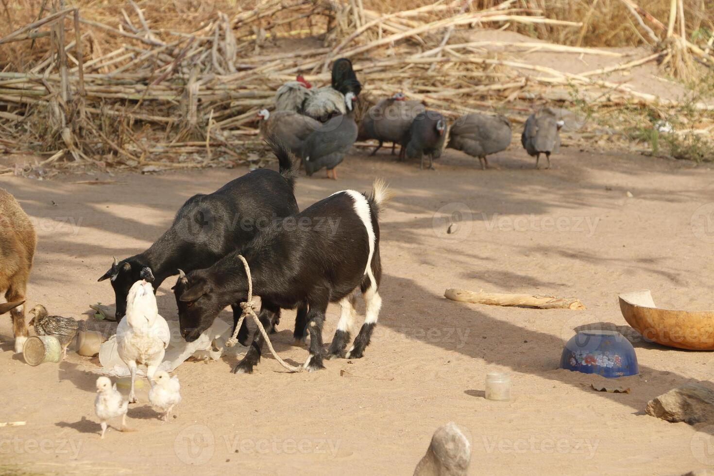 pueblo en el norte de benin con el nombre Kalale. el tribal personas tener su propio idioma y En Vivo desde agricultura. muchos casas son barro casas foto