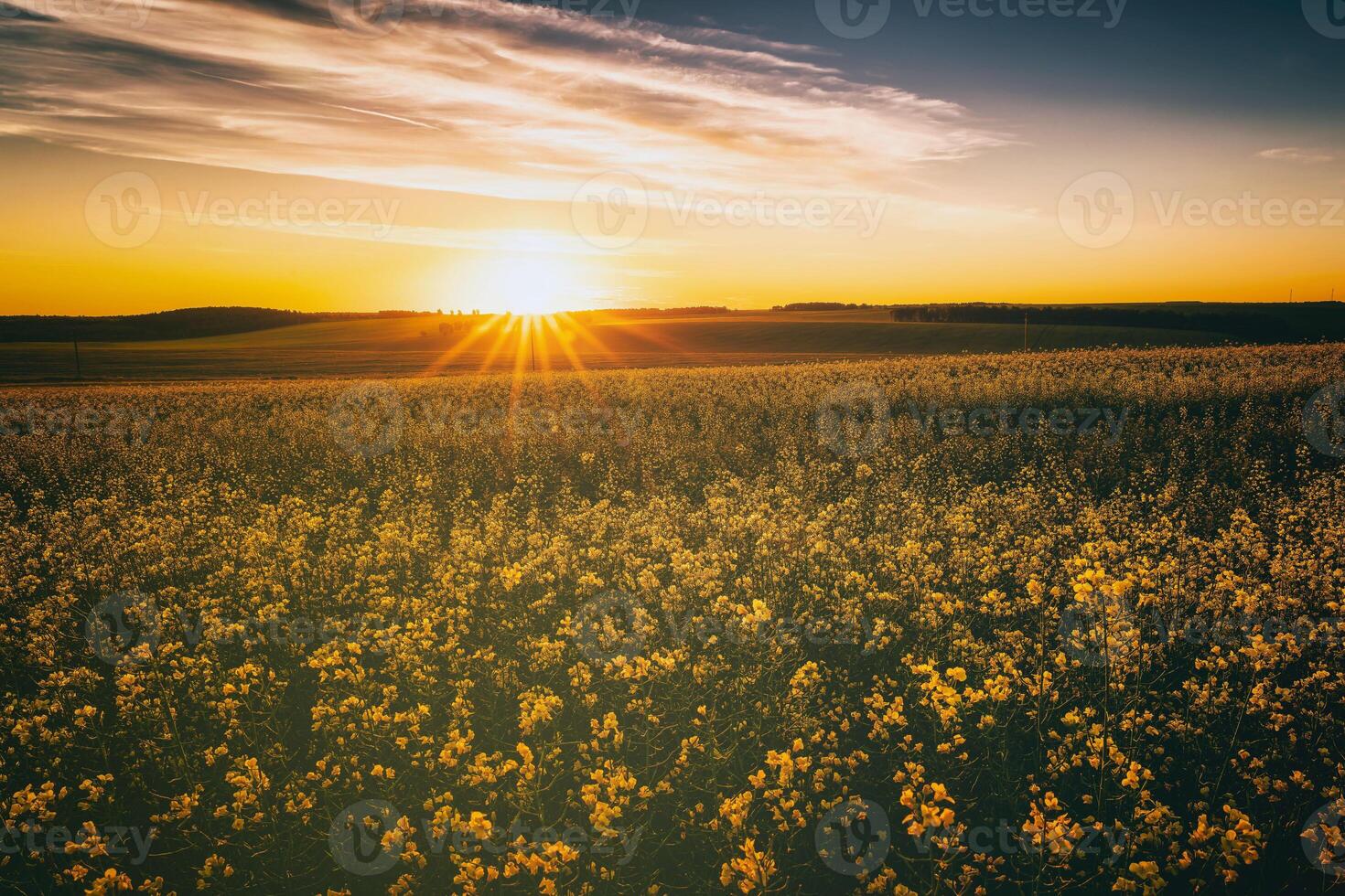 agrícola floración colza campo a puesta de sol. estética de Clásico película. foto