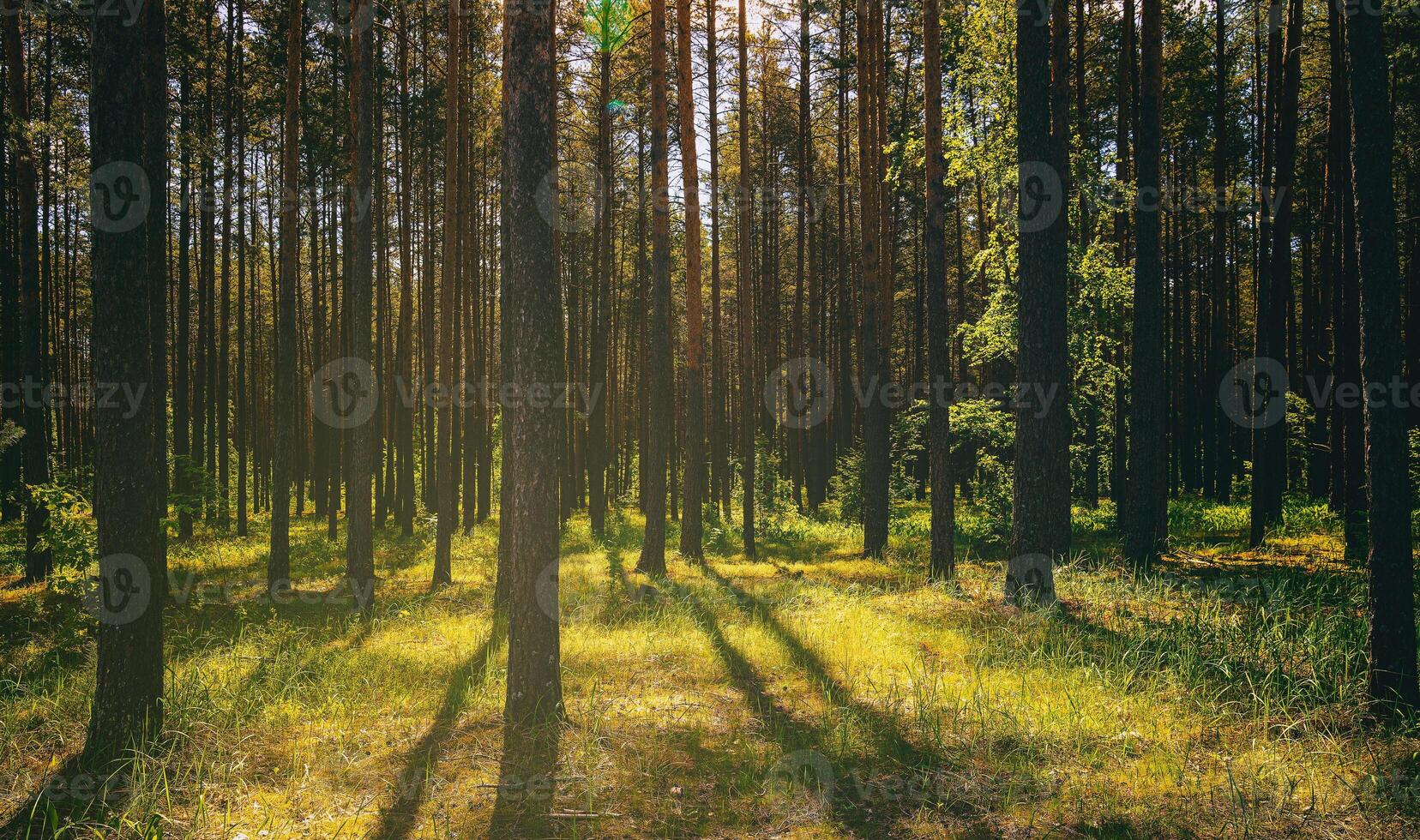 puesta de sol o amanecer en un pino bosque en primavera o temprano verano. estética de Clásico película. foto