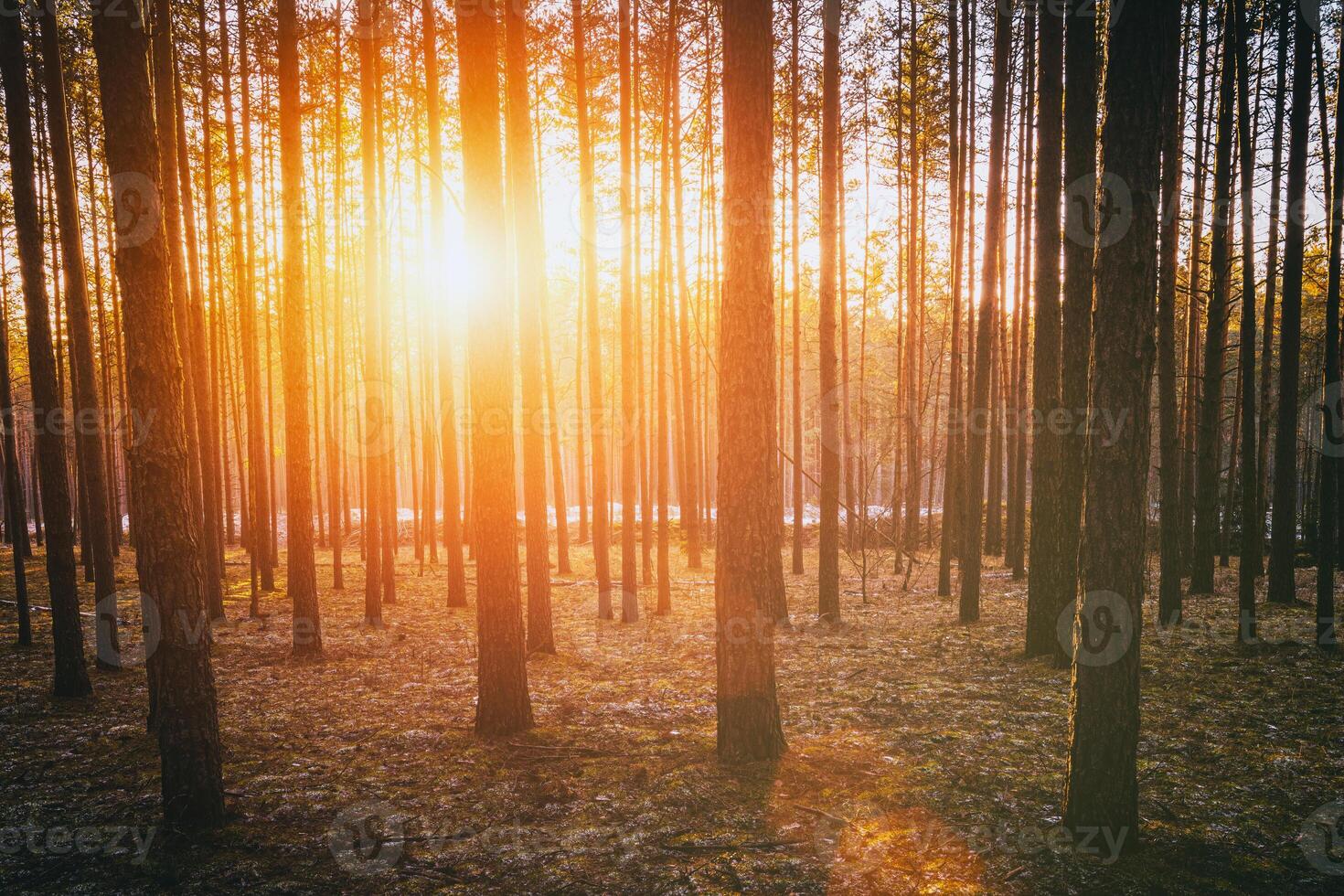 rayos de sol esclarecedor el bañador de pino arboles a puesta de sol o amanecer en un temprano invierno pino bosque. estética de Clásico película. foto