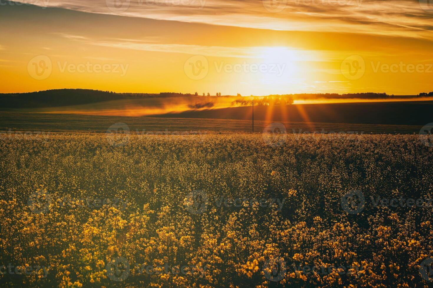 agrícola floración colza campo a puesta de sol. estética de Clásico película. foto