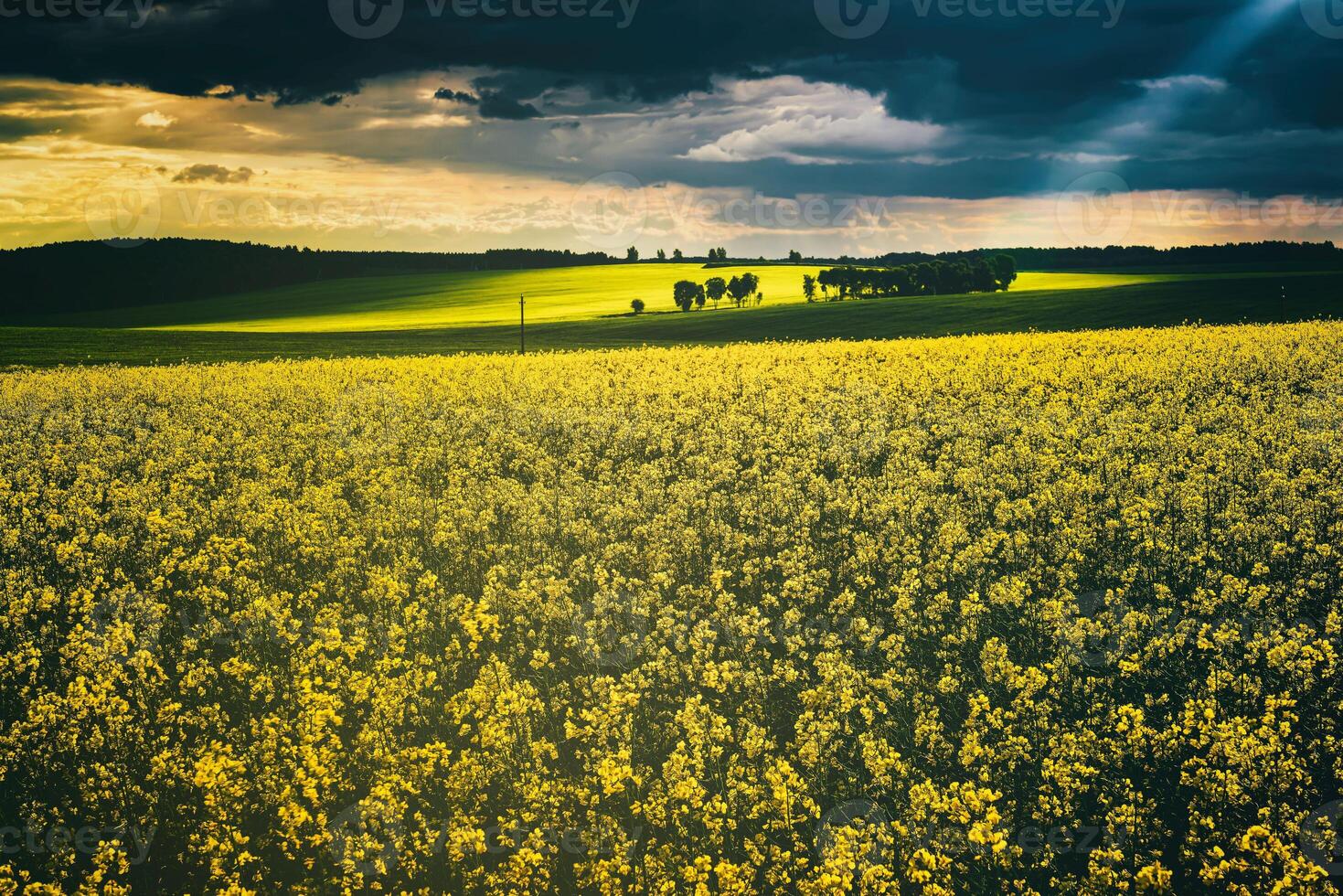 The sun breaking through storm clouds in a flowering rapeseed field. Aesthetics of vintage film. photo