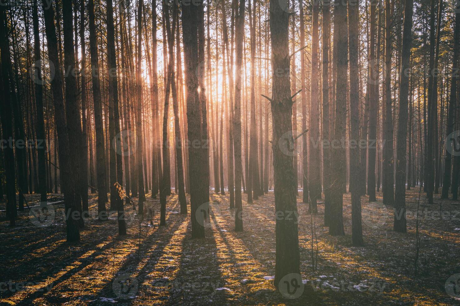 Sunbeams illuminating the trunks of pine trees at sunset or sunrise in an early winter pine forest. Aesthetics of vintage film. photo