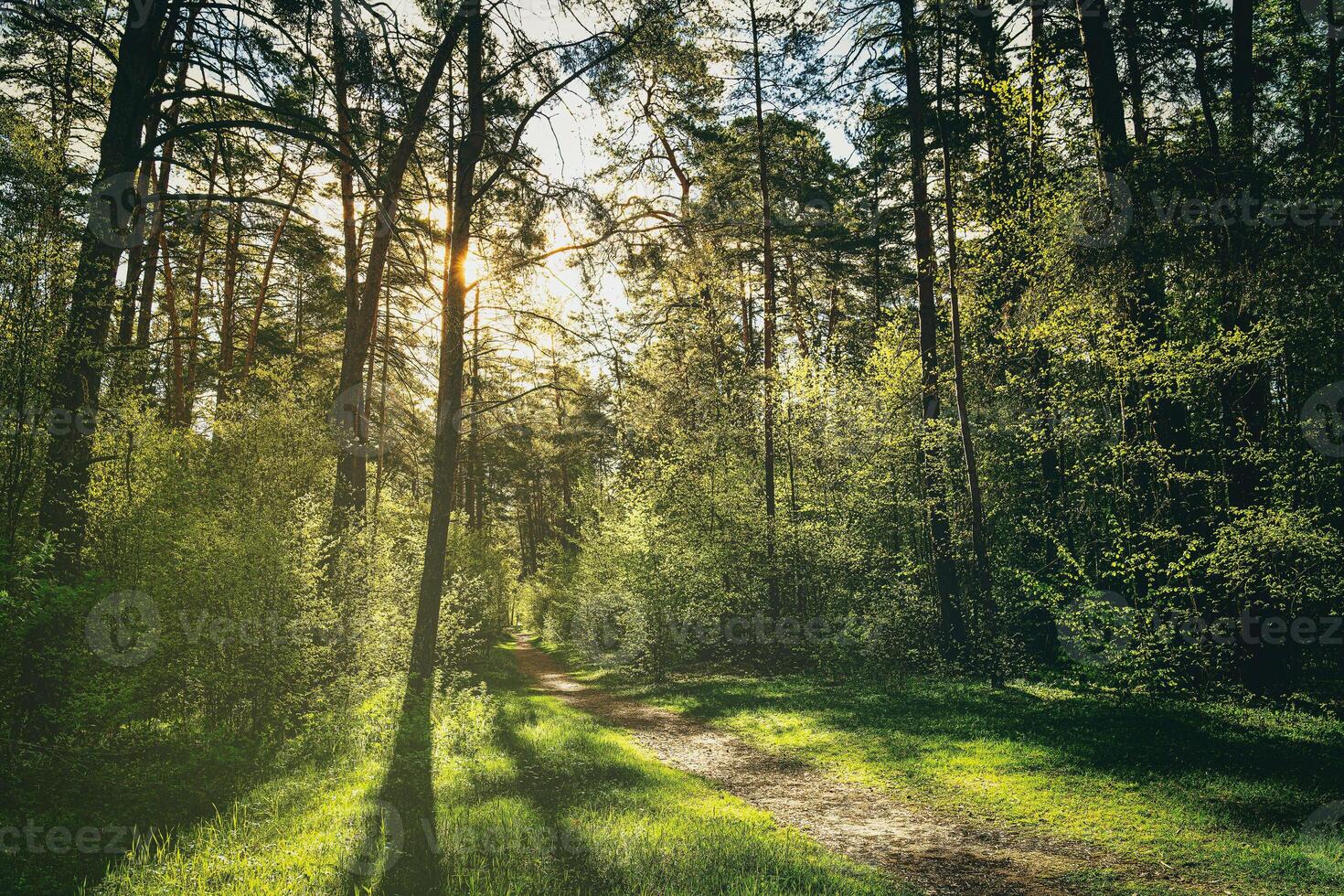 puesta de sol o amanecer en un pino bosque en primavera o temprano verano. el Dom esclarecedor el joven primavera follaje. estética de Clásico película. foto