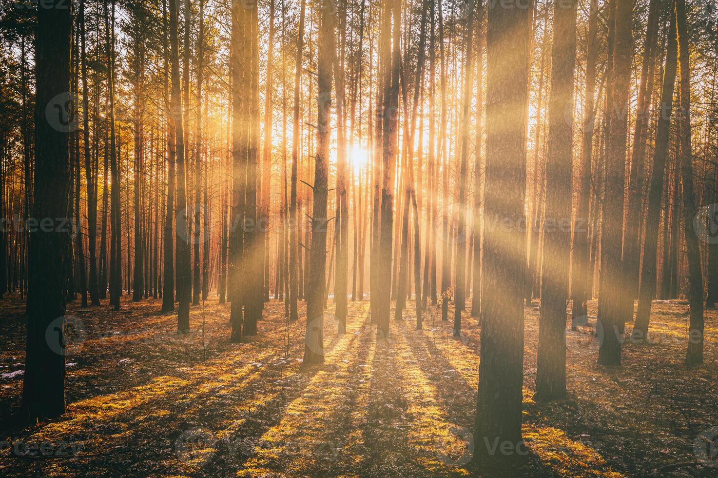 Sunbeams illuminating the trunks of pine trees at sunset or sunrise in an early winter pine forest. Aesthetics of vintage film. photo