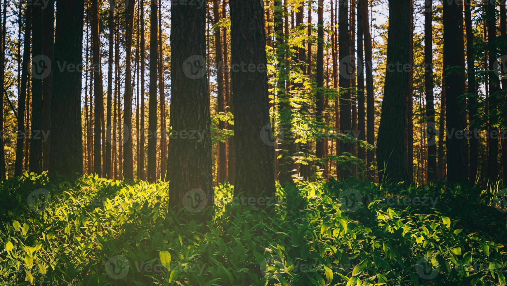 puesta de sol o amanecer en un pino bosque en primavera o temprano verano. el Dom entre el bañador de pinos estética de Clásico película. foto