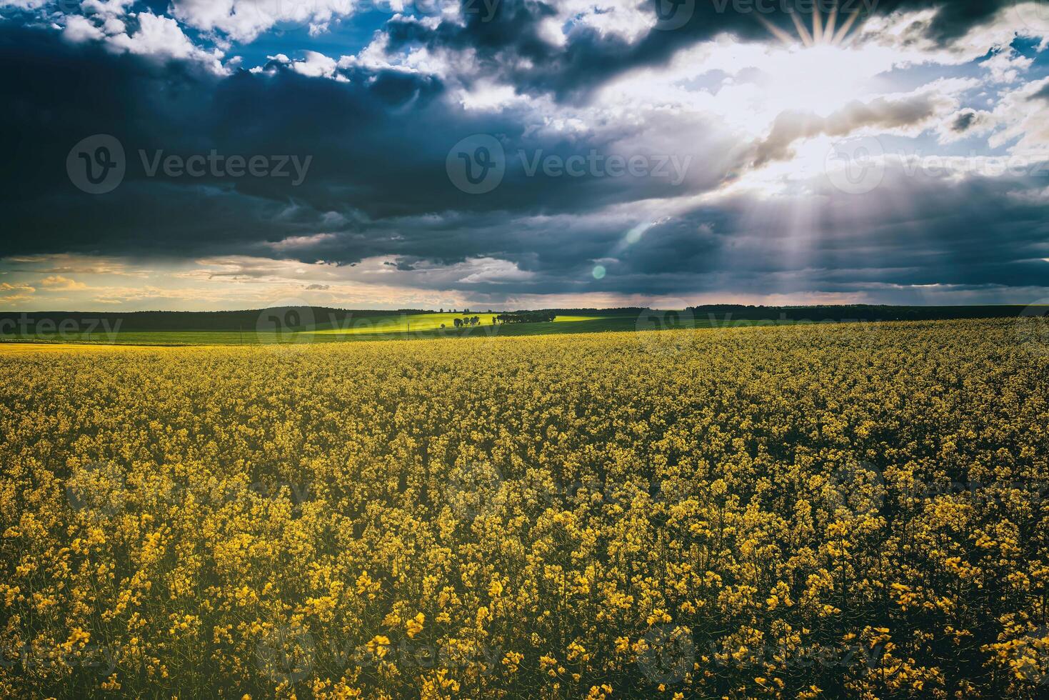 The sun breaking through storm clouds in a flowering rapeseed field. Aesthetics of vintage film. photo