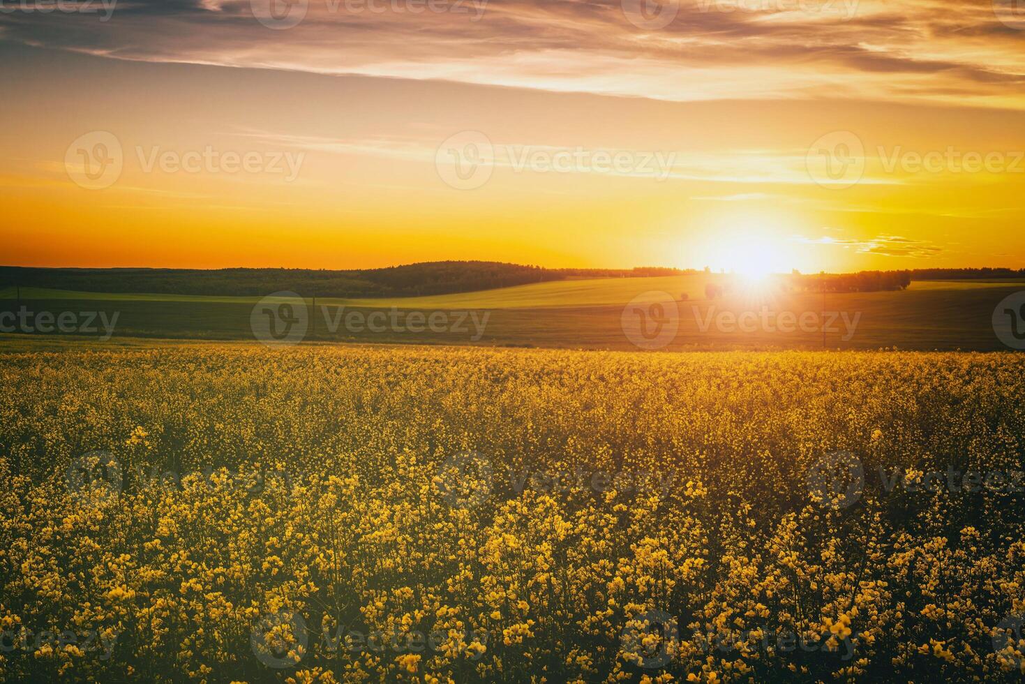 agrícola floración colza campo a puesta de sol. estética de Clásico película. foto