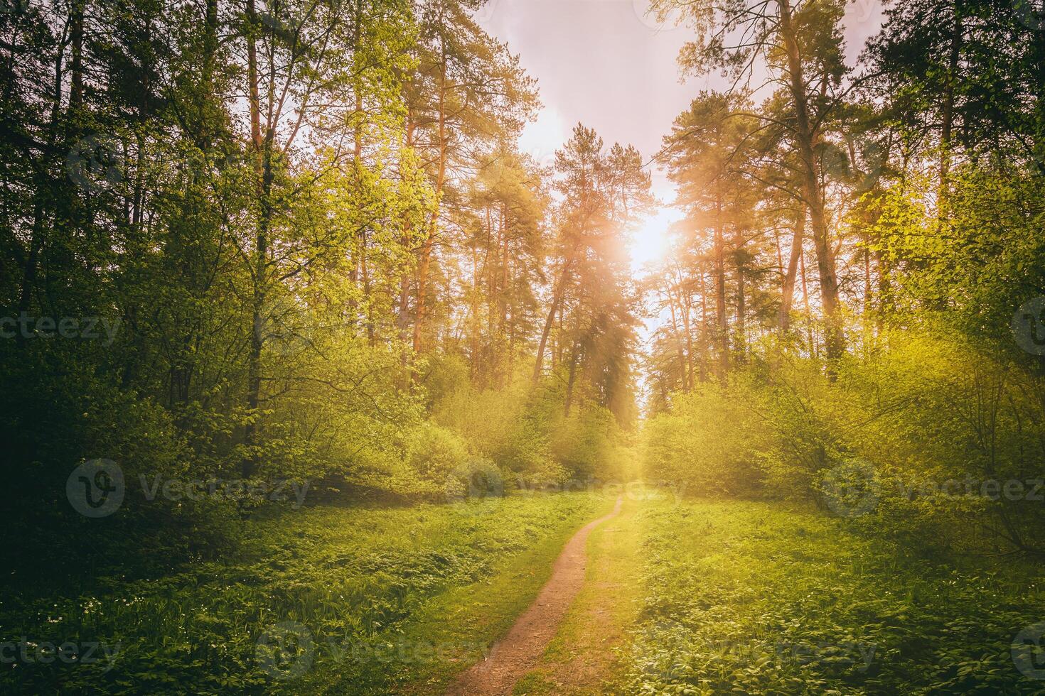 Sunbeams streaming through the pine trees and illuminating the young foliage on the bushes in the pine forest in spring. Vintage film aesthetic. photo