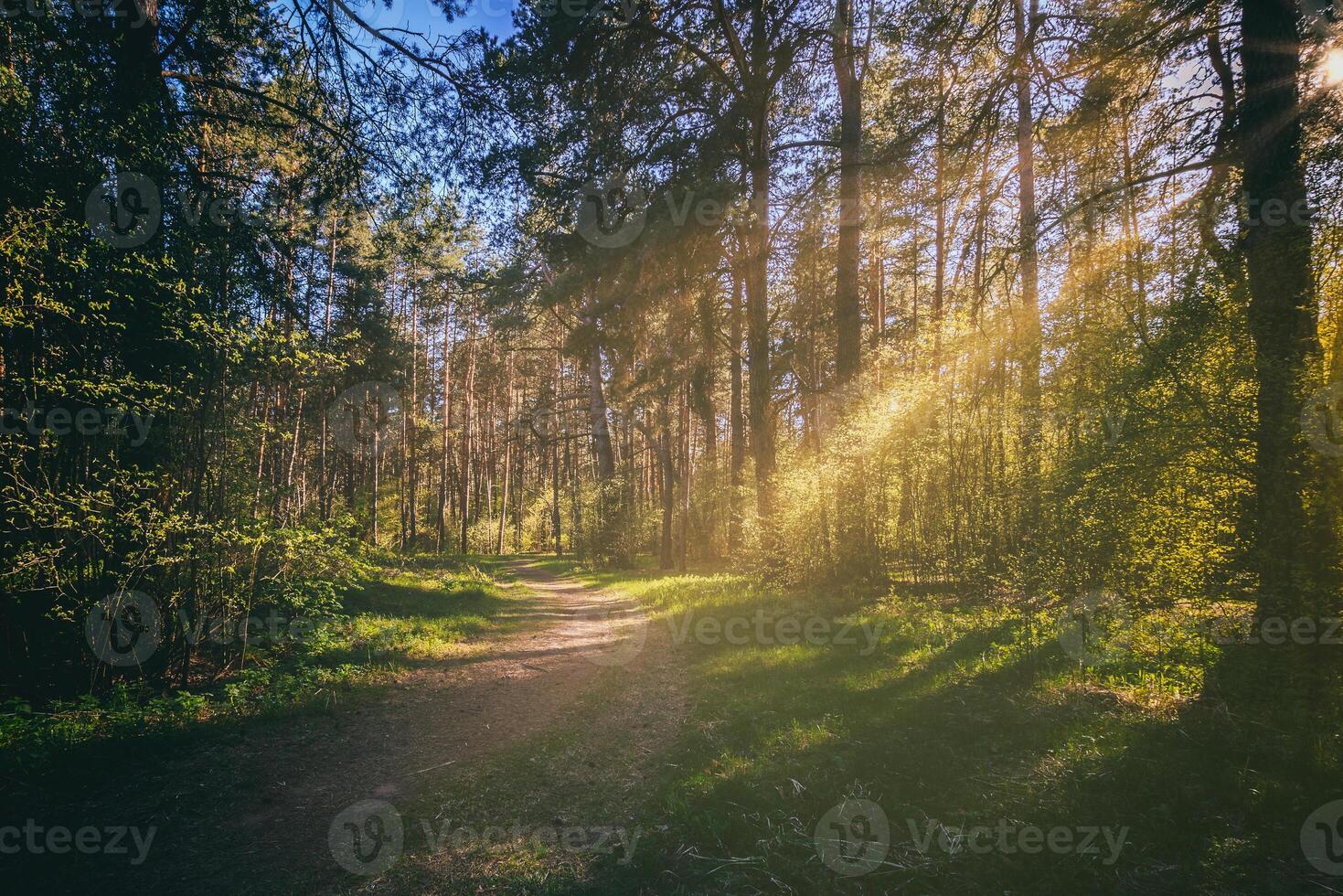 Sunbeams streaming through the pine trees and illuminating the young foliage on the bushes in the pine forest in spring. Vintage film aesthetic. photo