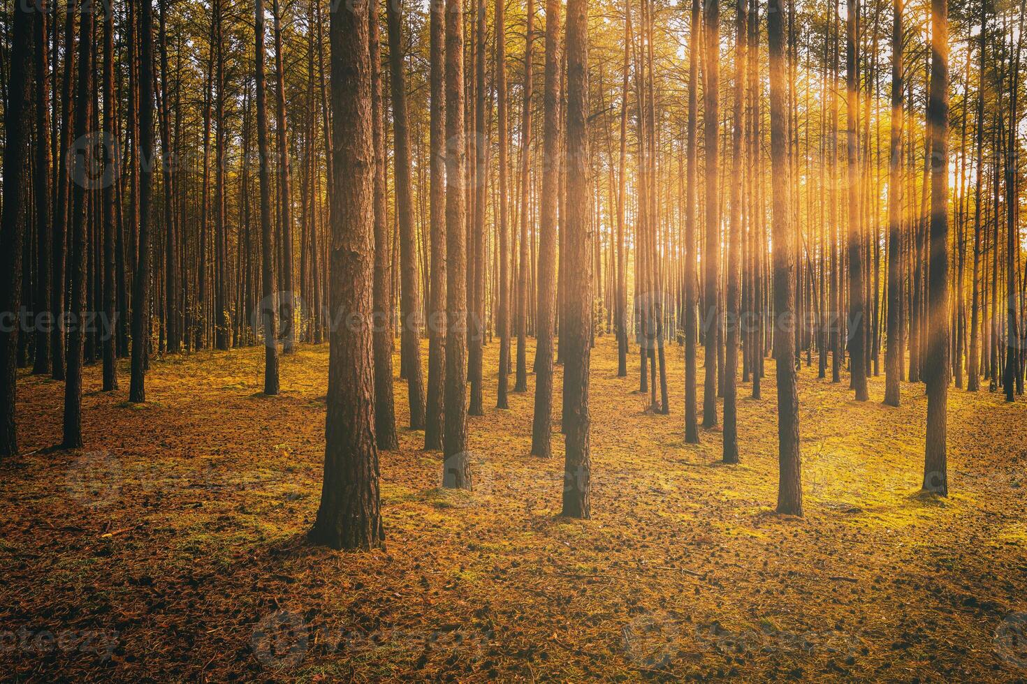 Sunbeams illuminating the trunks of pine trees at sunset or sunrise in an autumn pine forest. Aesthetics of vintage film. photo