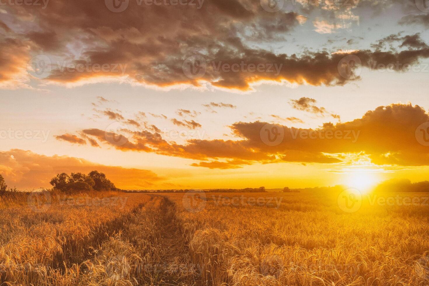 puesta de sol o amanecer en un agrícola campo con orejas de joven dorado centeno con un nublado cielo. estética de Clásico película. foto