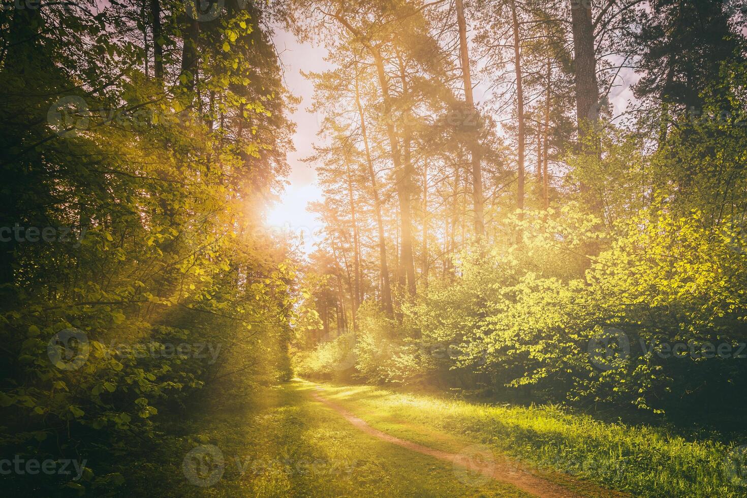 Sunbeams streaming through the pine trees and illuminating the young foliage on the bushes in the pine forest in spring. Vintage film aesthetic. photo