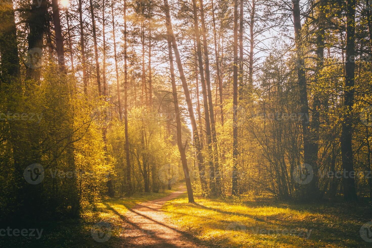 Sunbeams streaming through the pine trees and illuminating the young foliage on the bushes in the pine forest in spring. Vintage film aesthetic. photo