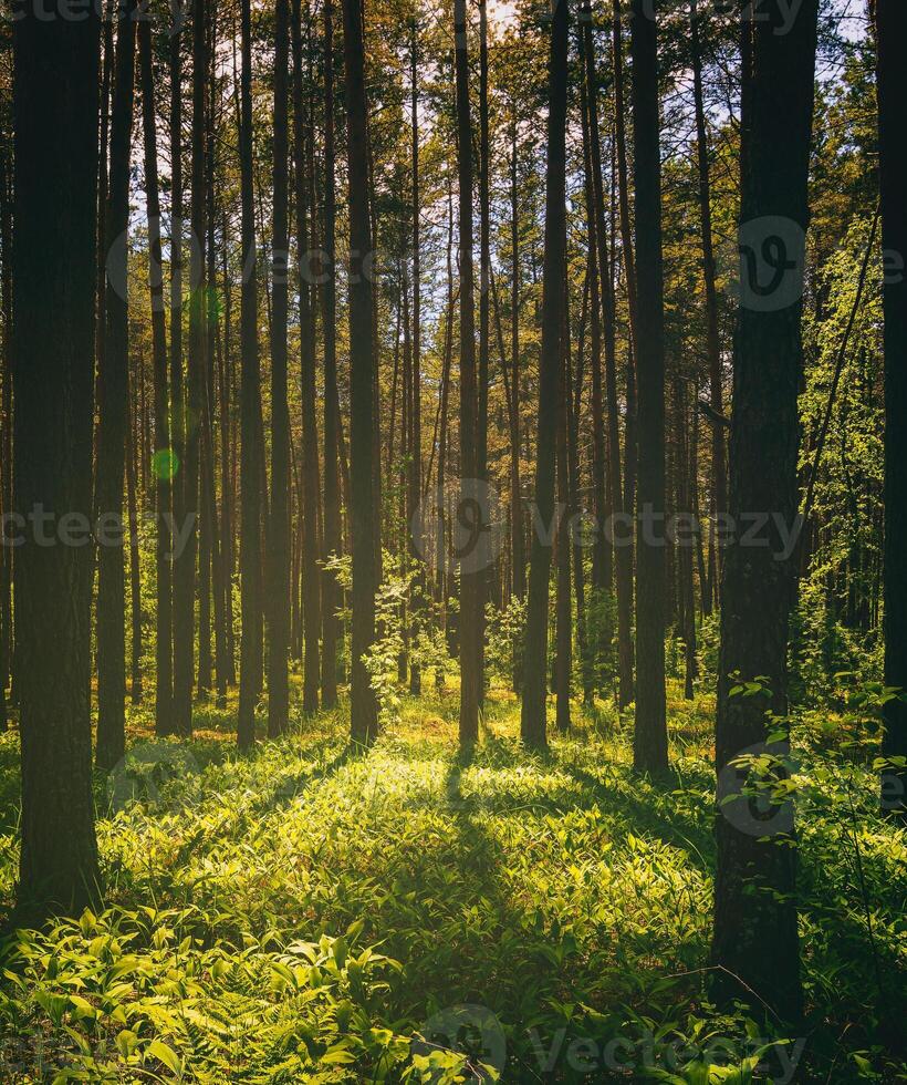 puesta de sol o amanecer en un pino bosque en primavera o temprano verano. el Dom entre el bañador de pinos estética de Clásico película. foto