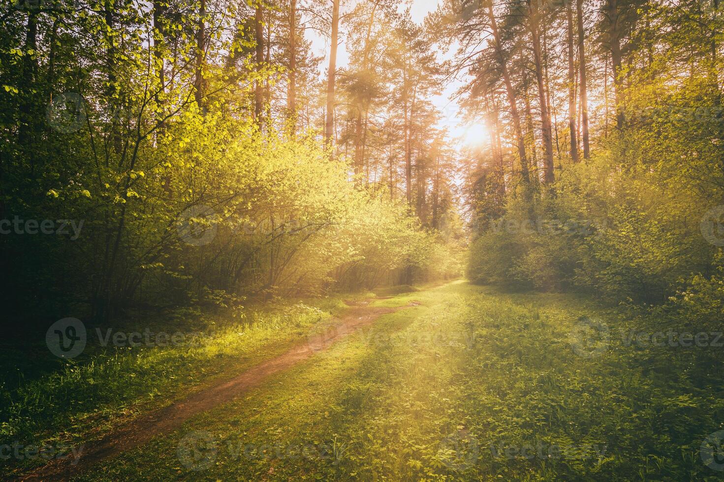 Sunbeams streaming through the pine trees and illuminating the young foliage on the bushes in the pine forest in spring. Vintage film aesthetic. photo