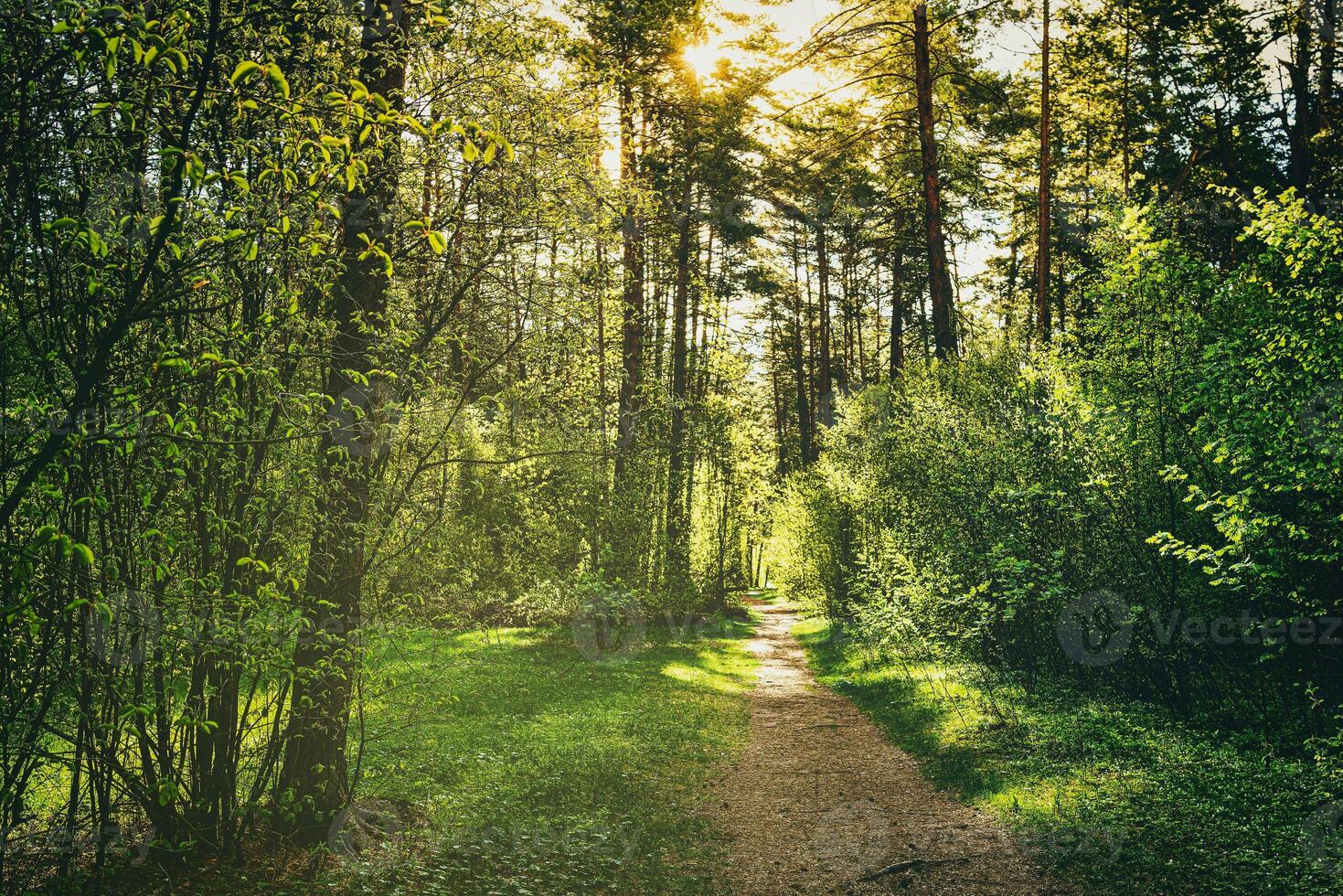 puesta de sol o amanecer en un pino bosque en primavera o temprano verano. el Dom esclarecedor el joven primavera follaje. estética de Clásico película. foto