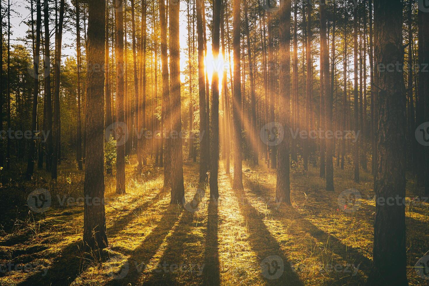 Sunbeams illuminating the trunks of pine trees at sunset or sunrise in an autumn pine forest. Aesthetics of vintage film. photo