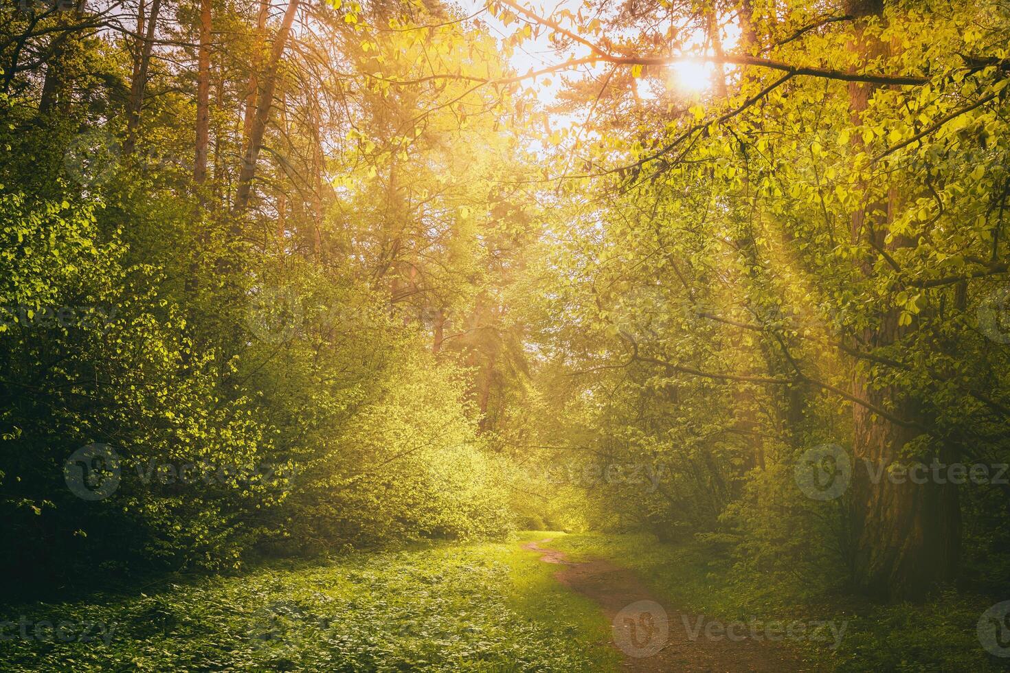 Sunbeams streaming through the pine trees and illuminating the young foliage on the bushes in the pine forest in spring. Vintage film aesthetic. photo