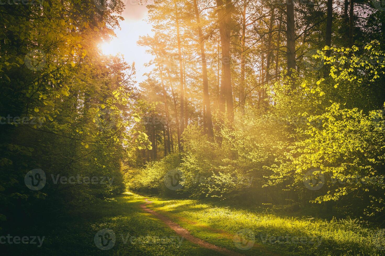 Sunbeams streaming through the pine trees and illuminating the young foliage on the bushes in the pine forest in spring. Vintage film aesthetic. photo