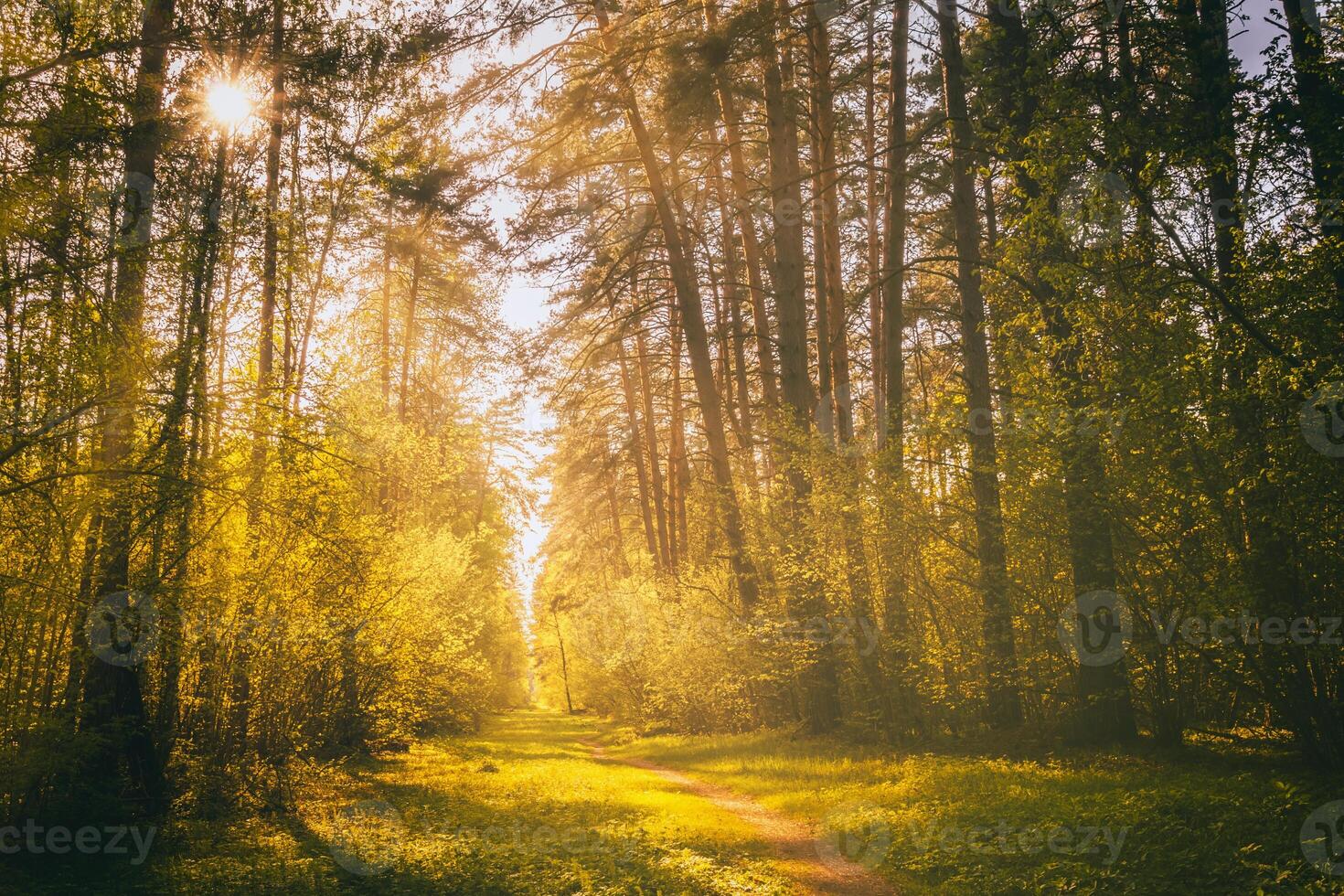 Sunbeams streaming through the pine trees and illuminating the young foliage on the bushes in the pine forest in spring. Vintage film aesthetic. photo