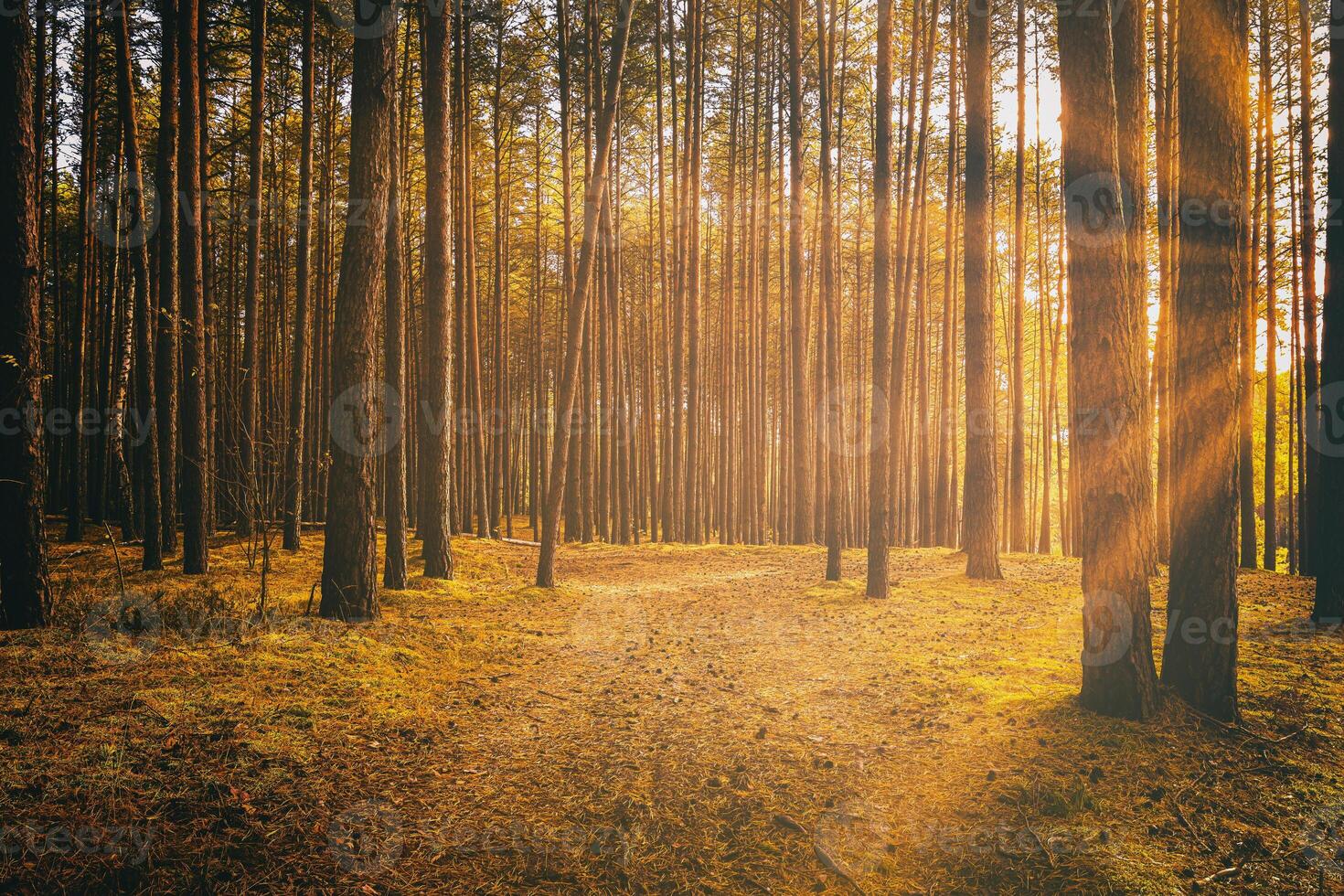 Sunbeams illuminating the trunks of pine trees at sunset or sunrise in an autumn pine forest. Aesthetics of vintage film. photo