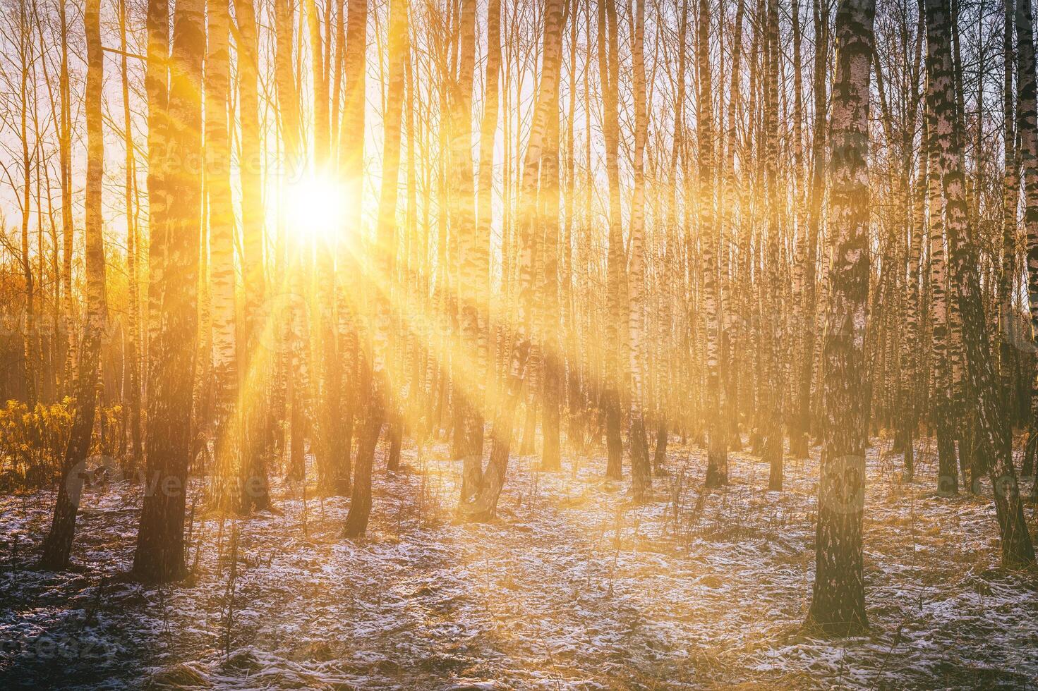 The sun's rays breaking through the trunks of birches and the last non-melting snow in a birch forest in spring. Vintage camera film aesthetic. photo