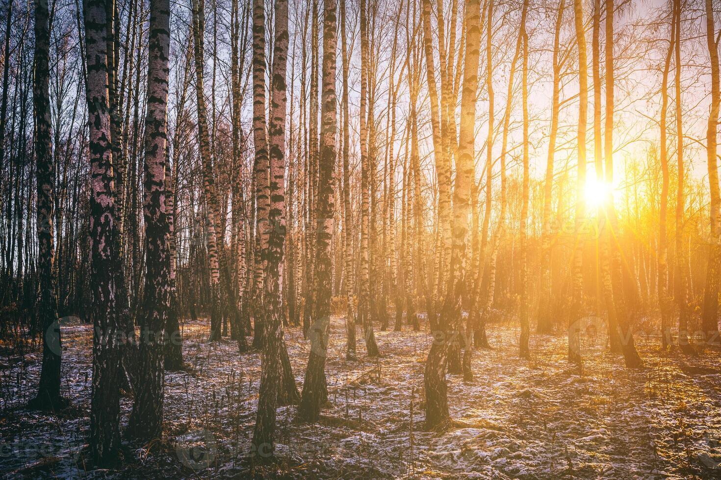 The sun's rays breaking through the trunks of birches and the last non-melting snow in a birch forest in spring. Vintage camera film aesthetic. photo