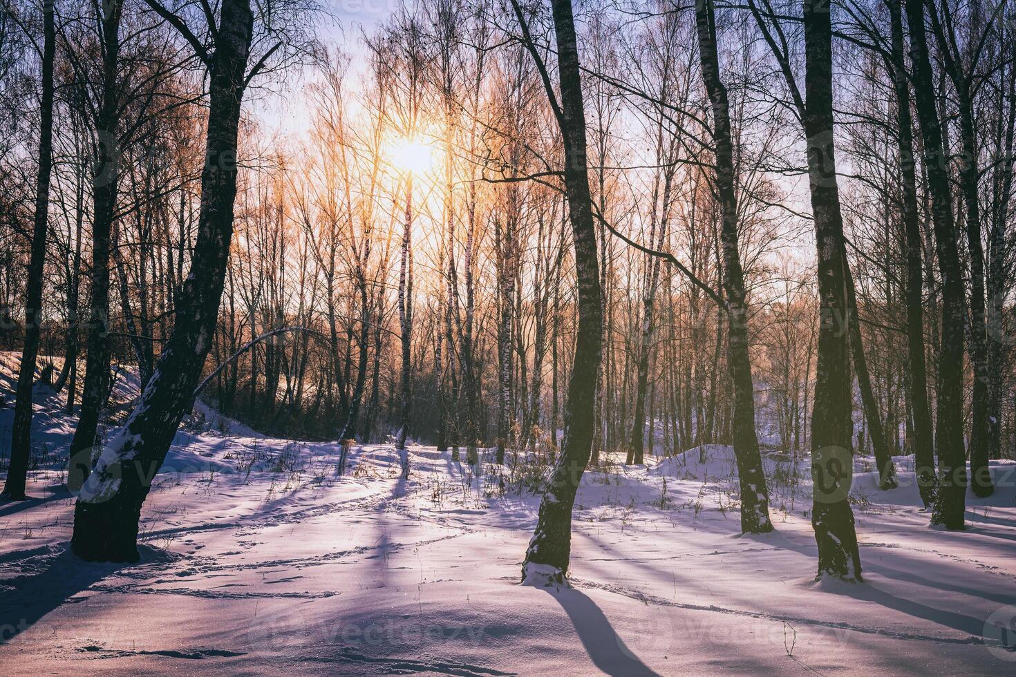 puesta de sol o amanecer en un abedul arboleda con invierno nieve. filas de abedul bañador con el del sol rayos Clásico cámara película estético. foto