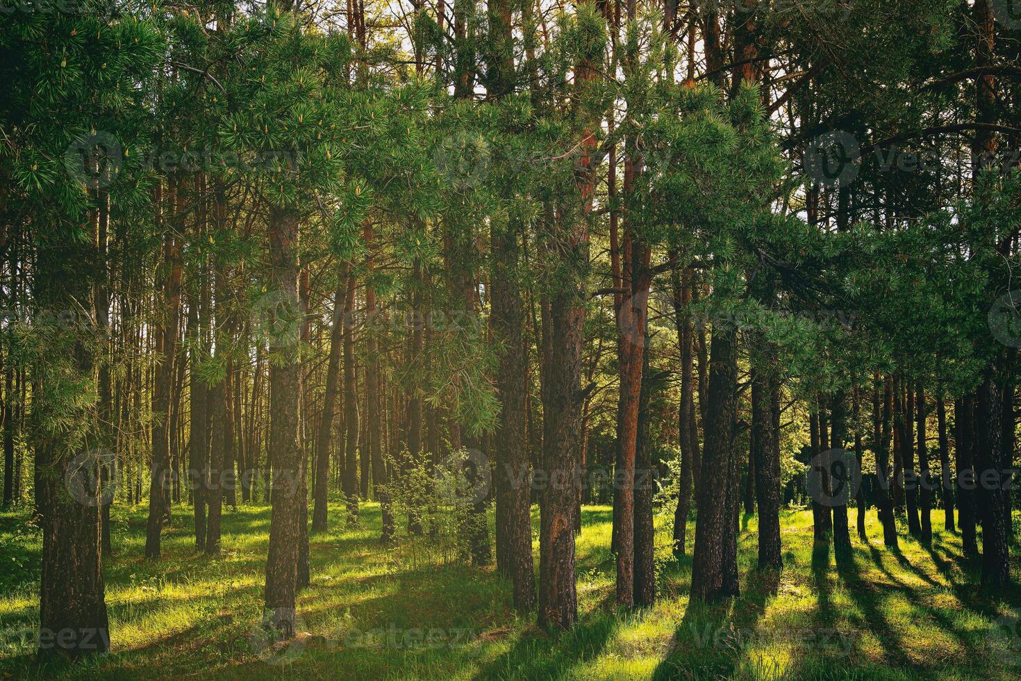 Sunset or dawn in a pine forest in spring or early summer. Aesthetics of vintage film. photo