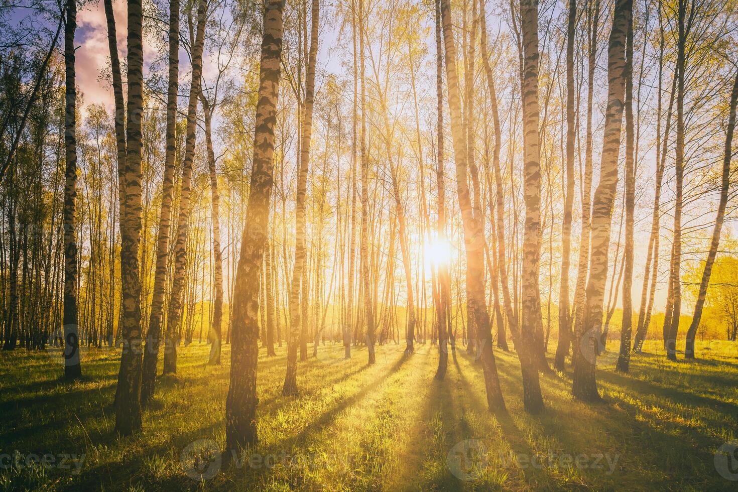 Sunset or sunrise in a spring birch forest with bright young foliage glowing in the rays of the sun. Vintage film aesthetic. photo