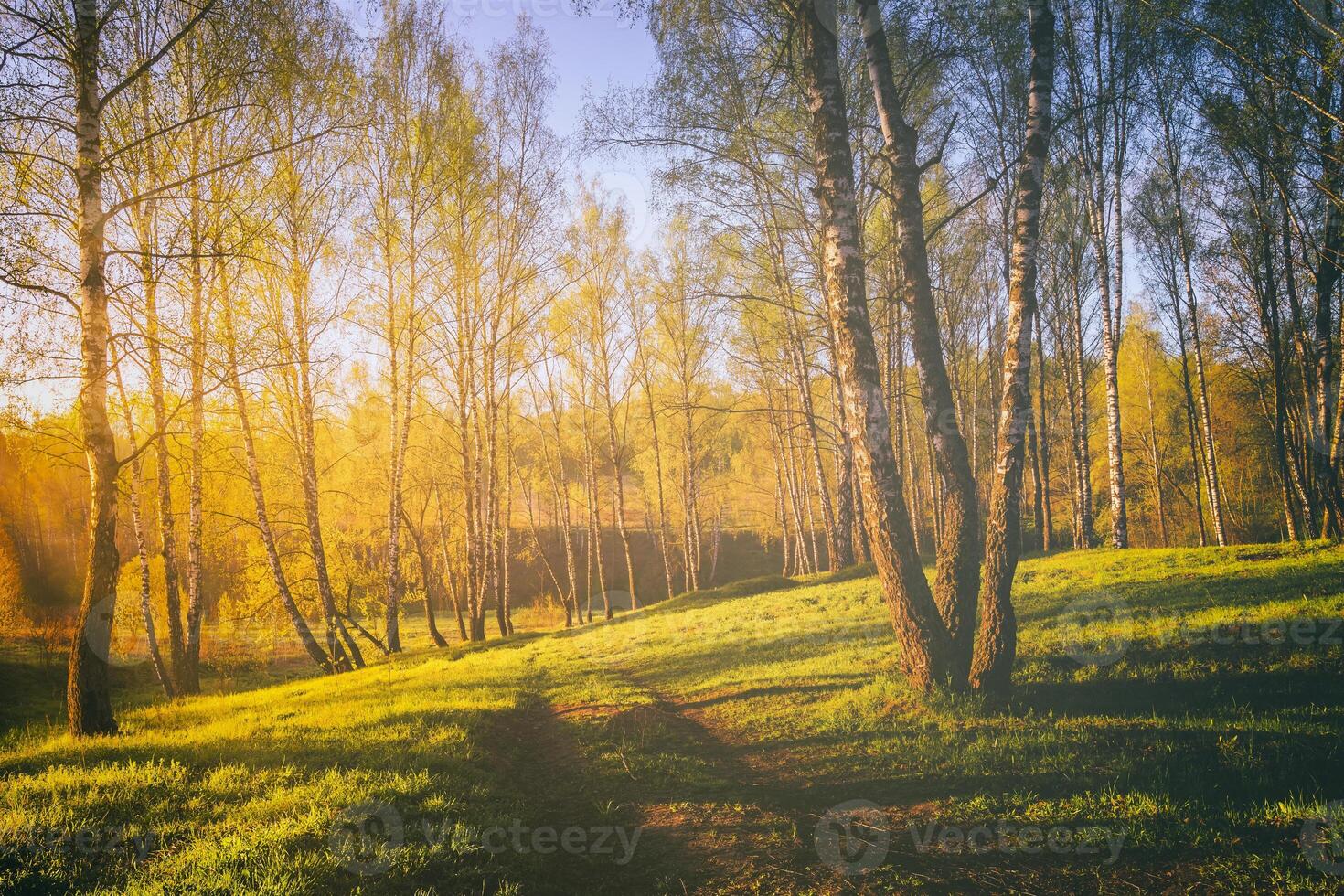 Sunset or sunrise in a spring birch forest with bright young foliage glowing in the rays of the sun. Vintage film aesthetic. photo