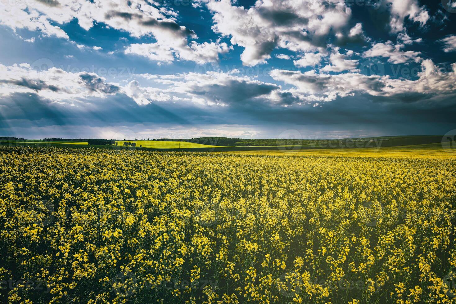 rayos de sol rotura mediante el nubes en un colza campo. estética de Clásico película. foto