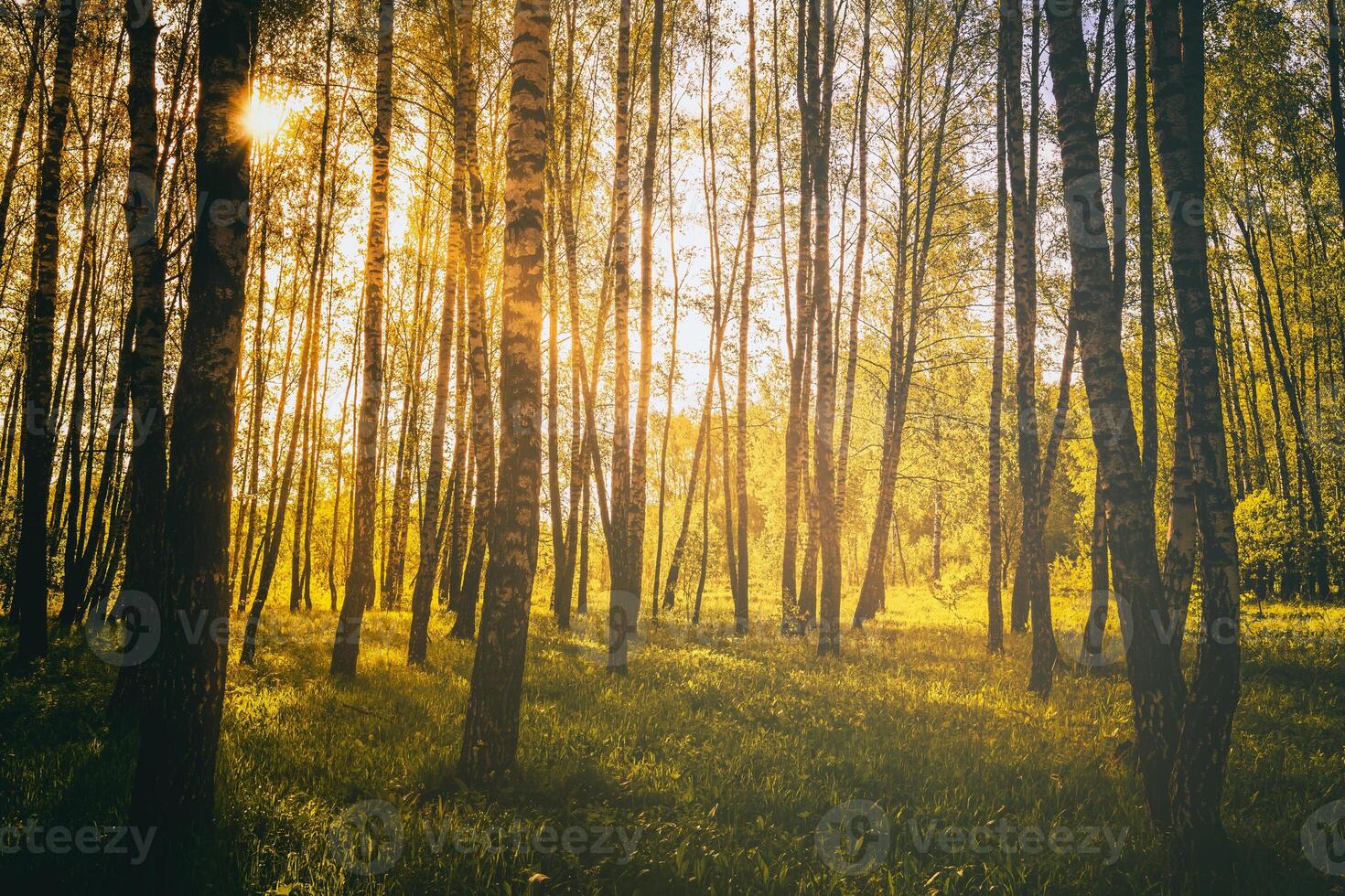 Sunset or sunrise in a spring birch forest with bright young foliage glowing in the rays of the sun. Vintage film aesthetic. photo