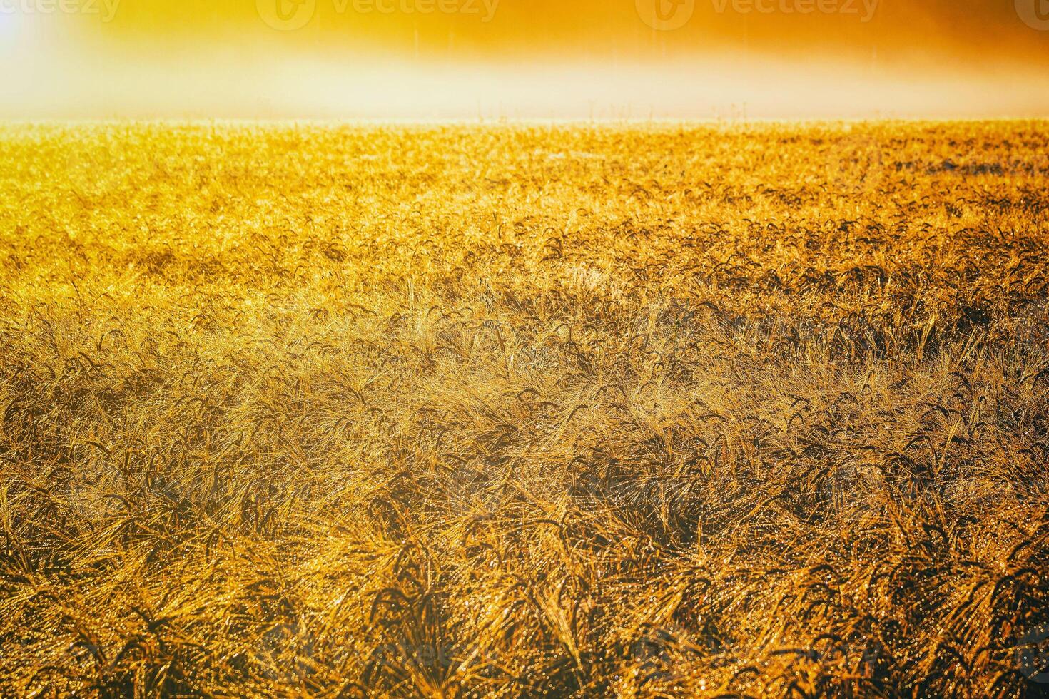 Golden ears of rye, illuminated by the sun and covered with dew at dawn. Aesthetics of vintage film. photo