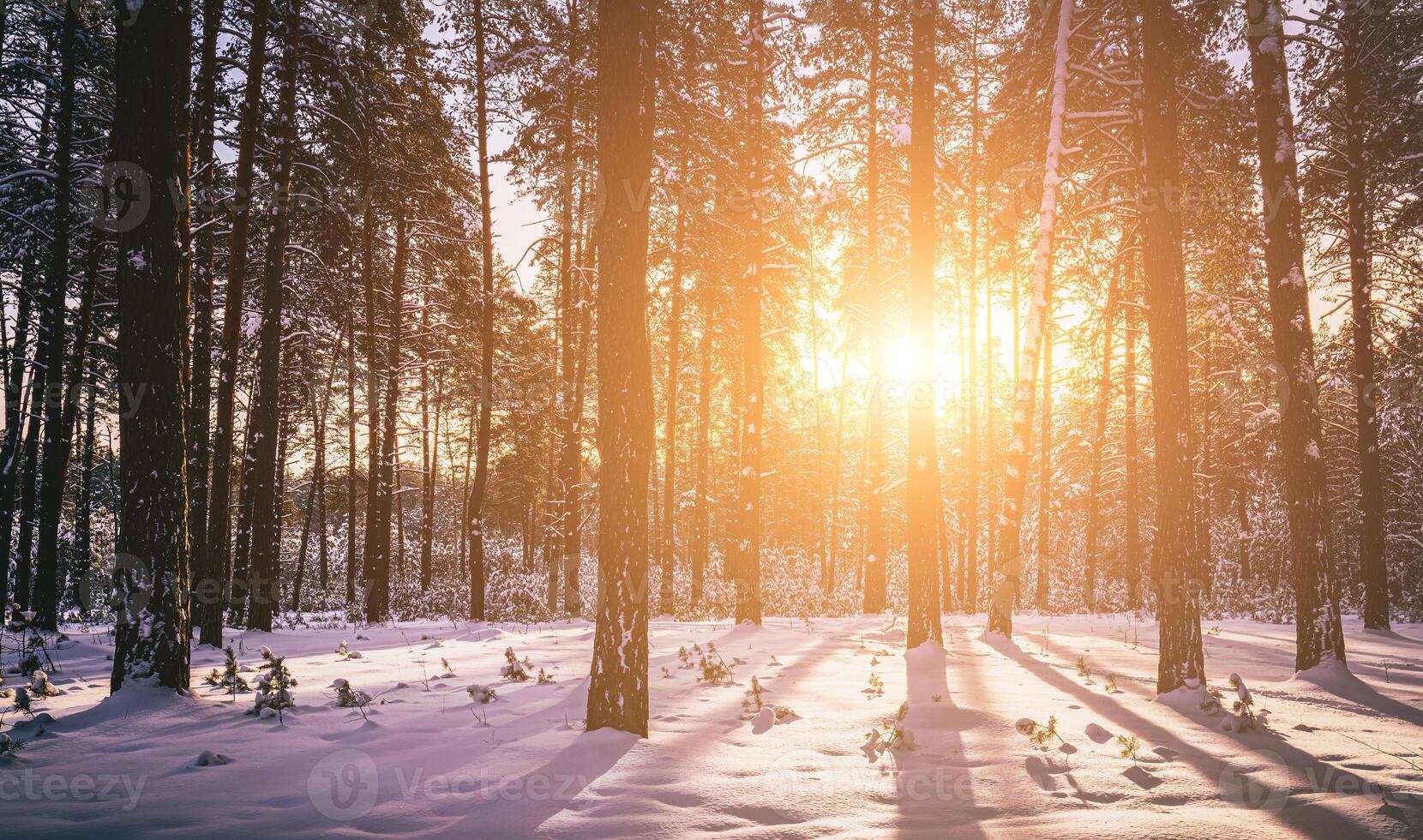 puesta de sol o amanecer en el invierno pino bosque cubierto con un nieve. filas de pino bañador con el del sol rayos Clásico película estético. foto