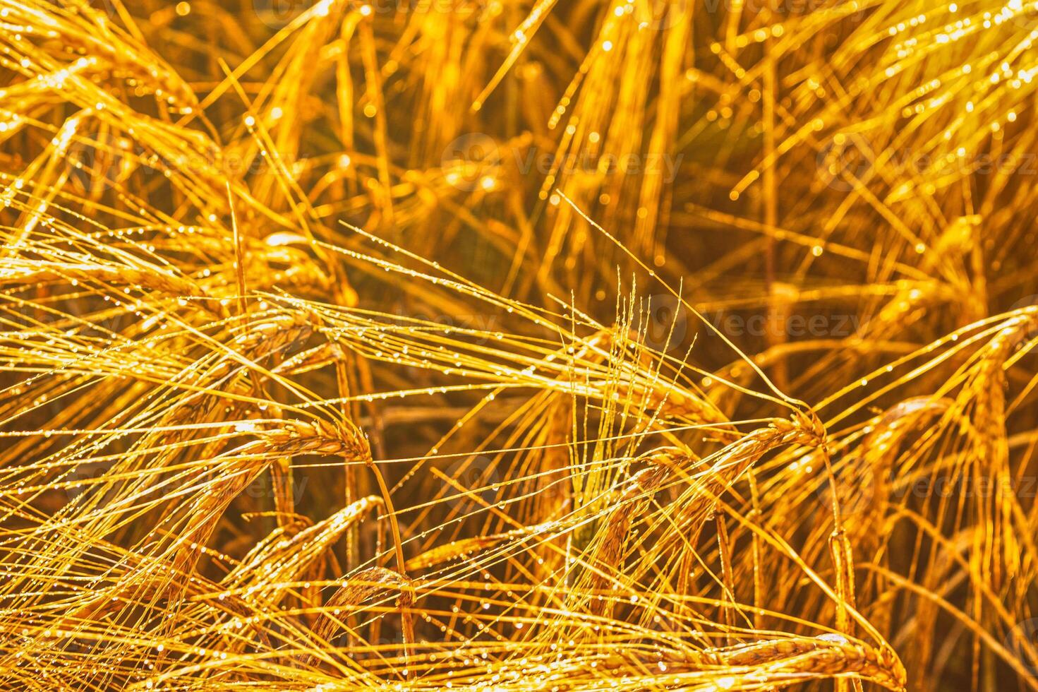 Golden ears of rye, illuminated by the sun and covered with dew at dawn. Aesthetics of vintage film. photo