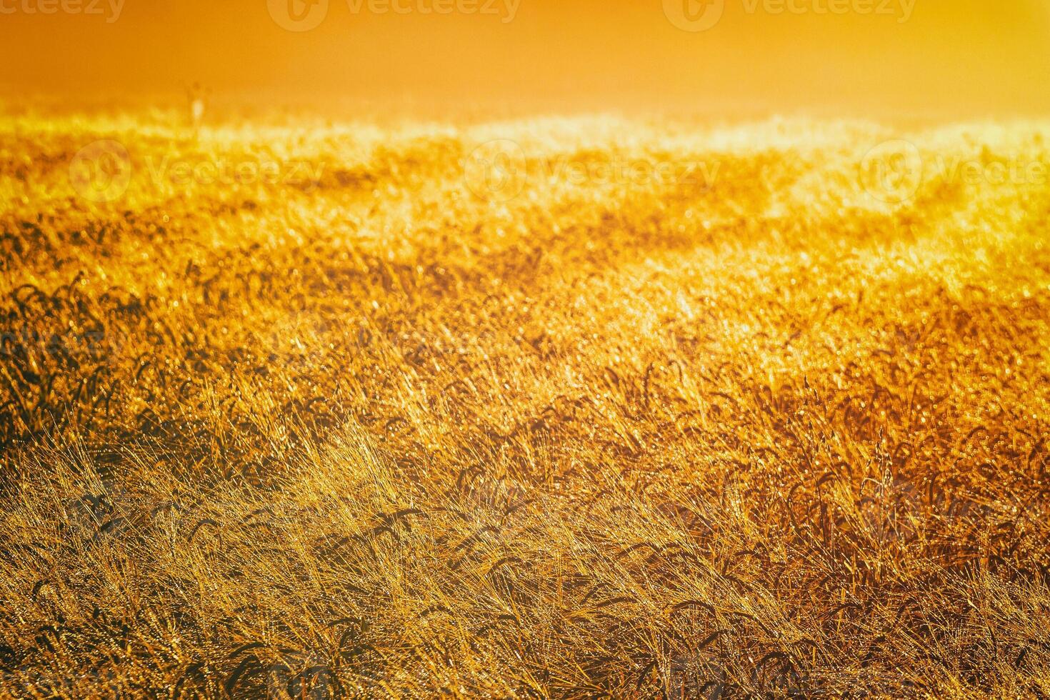 Golden ears of rye, illuminated by the sun and covered with dew at dawn. Aesthetics of vintage film. photo