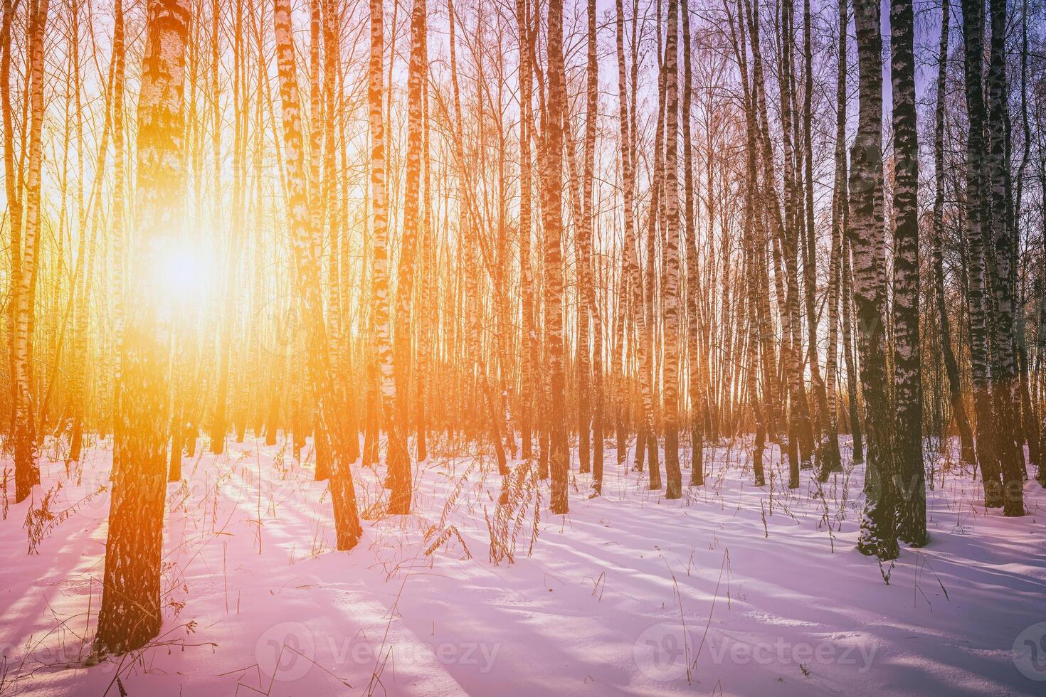 puesta de sol o amanecer en un abedul arboleda con invierno nieve. filas de abedul bañador con el del sol rayos Clásico cámara película estético. foto