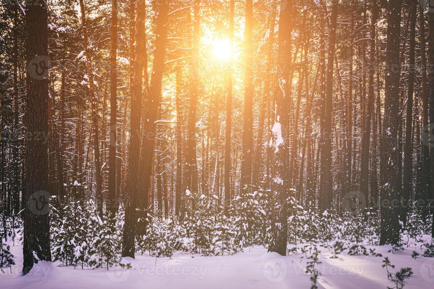 puesta de sol o amanecer en el invierno pino bosque cubierto con un nieve. filas de pino bañador con el del sol rayos Clásico película estético. foto