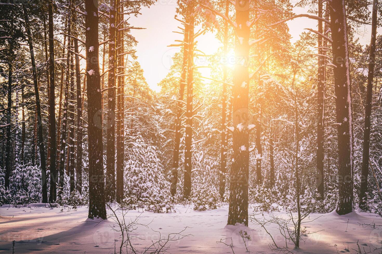 puesta de sol o amanecer en el invierno pino bosque cubierto con un nieve. filas de pino bañador con el del sol rayos Clásico película estético. foto