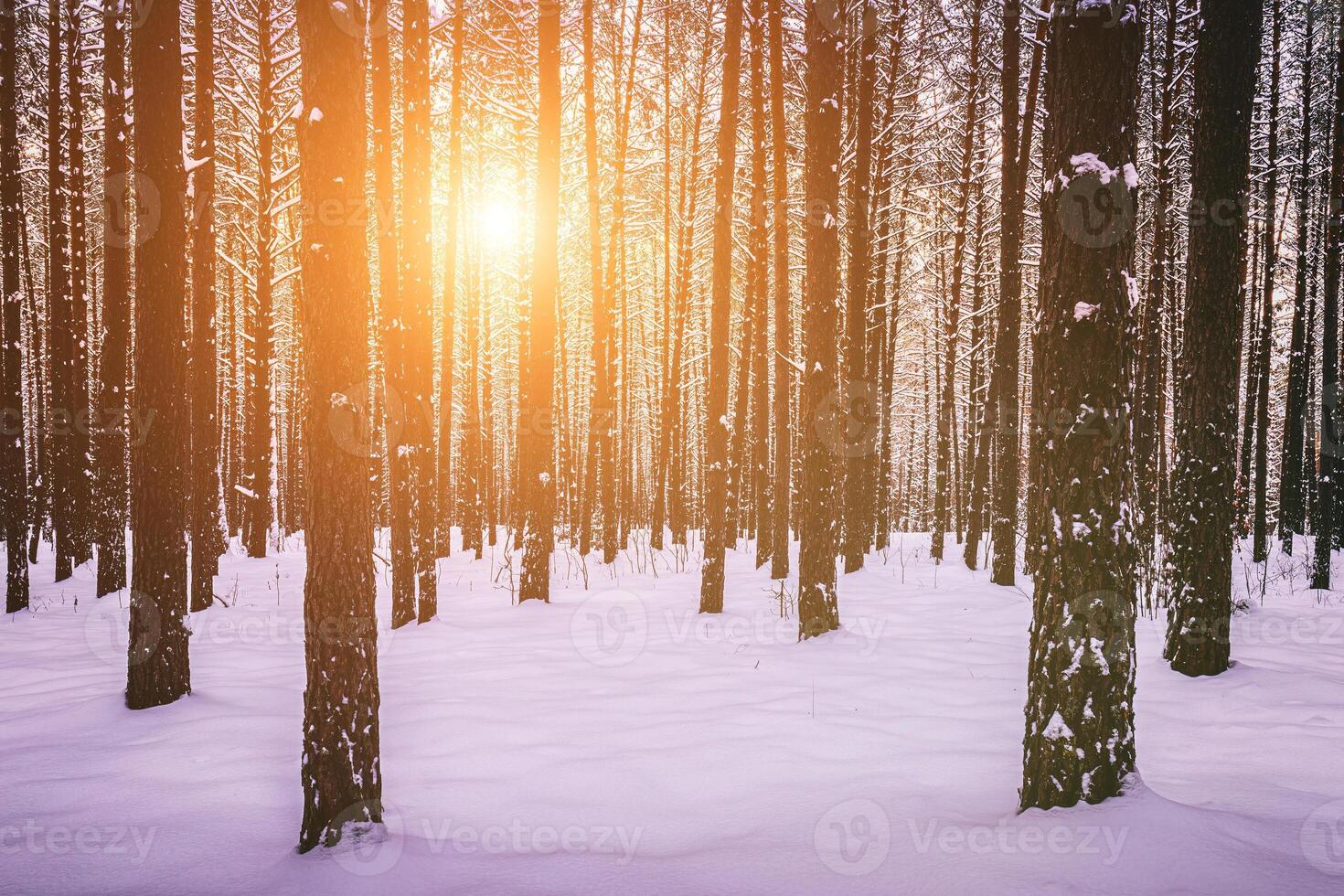 puesta de sol o amanecer en el invierno pino bosque cubierto con un nieve. filas de pino bañador con el del sol rayos Clásico película estético. foto