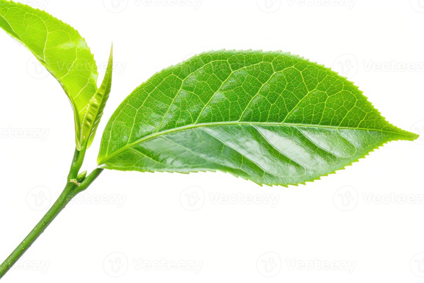 green tea leaf isolated on white background green tea leaf isolated on white background photo